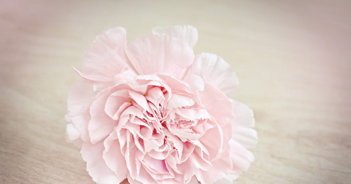 blossom plant white flower petal bloom 804904 pxhere.com