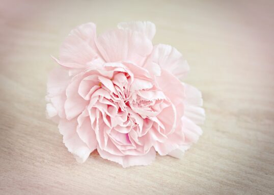 blossom plant white flower petal bloom 804904 pxhere.com