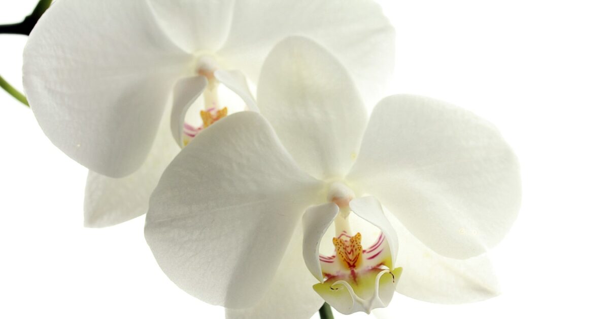 nature blossom plant white leaf flower 1347835 pxhere.com