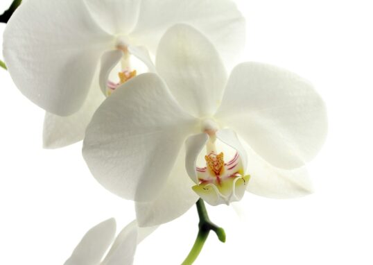 nature blossom plant white leaf flower 1347835 pxhere.com